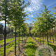Parrotia persica 'Vanessa' 20-25 HO draadkluit