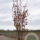 Prunus sargentii 'Charles Sargent' 10-12 HO draadkluit