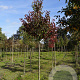 Pyrus calleryana 'Redspire' 12-14 HO draadkluit