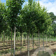 Pyrus calleryana 'Redspire' 12-14 HO draadkluit