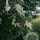 Rhus chinensis 20-25 HO draadkluit