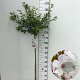 Prunus 'The Bride' 120 cm stam 7,5L