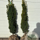 Taxus b. 'David' 80-100 cm met kluit