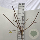 Ginkgo bil. 'Mariken' 120 cm stam 10L