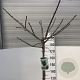Ginkgo bil. 'Mariken' 180 cm stam 12L