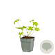 Geranium 'Ann Folkard' GM  P11