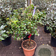 Trachelospermum jasminoides GM 18L