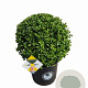 Ilex crenata Dark Green 40 cm 15L bol potgekweekt
