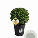 Ilex crenata Dark Green 40 cm 15L bol potgekweekt