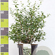 Osmanthus burkwoodii 60-80 cm 7,5L