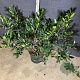 Prunus l. 'Otto Luyken' 60-80 cm 10L
