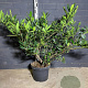 Prunus l. 'Otto Luyken' 60-80 cm 10L