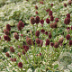 Sanguisorba o. 'Lum' GM P9