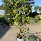Viburnum opulus 'Roseum' 50-60 cm 2,5L