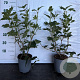 Viburnum opulus 'Roseum' 50-60 cm 2,5L