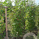 Cornus mas 125-150 cm met kluit