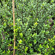Ilex crenata 'Caroline Upright' 60-80 cm met kluit