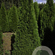 Thuja occ. 'Smaragd' 200-225 cm met kluit