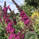 Buddleja 'SRPBUD374' 150-175 cm 40L struik