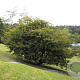 Carpinus caroliniana 250-300 cm draadkluit meerstammig 350-400 diameter