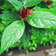 Calycanthus floridus laevigatus 150-175 cm cont. 80L struik