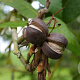 Carya laciniosa 'Henry' 60-80 cm 15L
