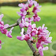 Cercis griffithii 200-250 cm draadkluit meerstammig 160-180 cm diameter