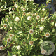 Cephalanthus o. Magical Moonlight 80-100 cm 15L