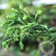 Cryptomeria j. 'Rasen' 500-550 cm draadkluit solitair