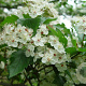Crataegus viridis 'Winter King' 175-200 cm wortelgoed