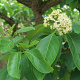 Ehretia dicksonii 100-125 cm 5,0L