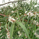 Eucalyptus perriniana 200-250 cm 10L