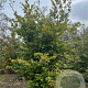 Fagus sylvatica 175-200 cm draadkluit meerstammig 200-250 diameter