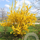 Forsythia int. 'Goldzauber' 175-200 cm draadkluit struik op Stam