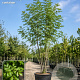 Fraxinus ornus 125-150 cm 10L meerstammig
