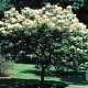 Fraxinus sieboldiana 175-200 cm wortelgoed