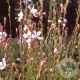 Gaura lindheimeri GM P9