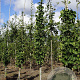 Ginkgo bil. 'Princeton Sentry' 6-8 HO draadkluit