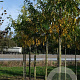 Gleditsia triac. 'Moraine' 12-14 HO draadkluit
