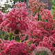 Heptacodium micon. 'SMNHMRF' 200-250 cm draadkluit struik