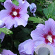 Hibiscus syr. 'Pink Flirt' 125-150 cm met kluit struik