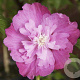 Hibiscus syr. Purple Ruffles 125-150 cm met kluit struik