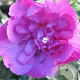 Hibiscus syr. 'Sanchonyo' 125-150 cm met kluit struik