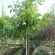 Juglans r. 'Nr 509' 8-10 HO draadkluit