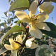 Lindera reflexa 175-200 cm wortelgoed