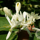 Lonicera tatar. 'Alba' 6-8 HO draadkluit