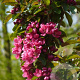 Malus d. 'Apollo' 200-250 cm draadkluit solitair
