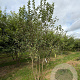 Malus 'Evereste' 400-450 cm draadkluit meerstammig 200-250 diameter