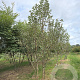 Malus 'Evereste' 400-450 cm draadkluit meerstammig 200-250 diameter