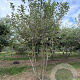 Malus 'Evereste' 400-450 cm draadkluit meerstammig 200-250 diameter